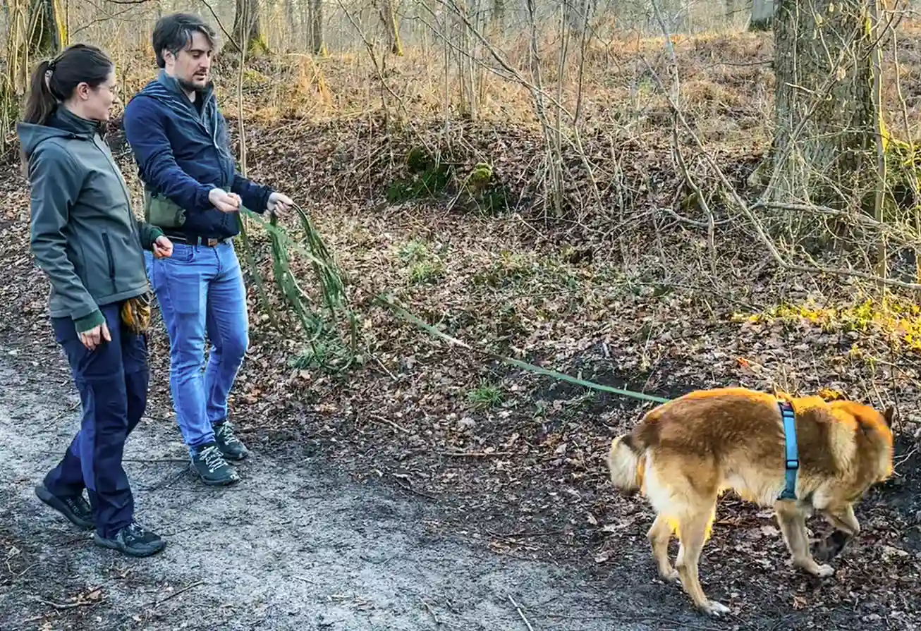 Séance éducation du chien avec decod canin