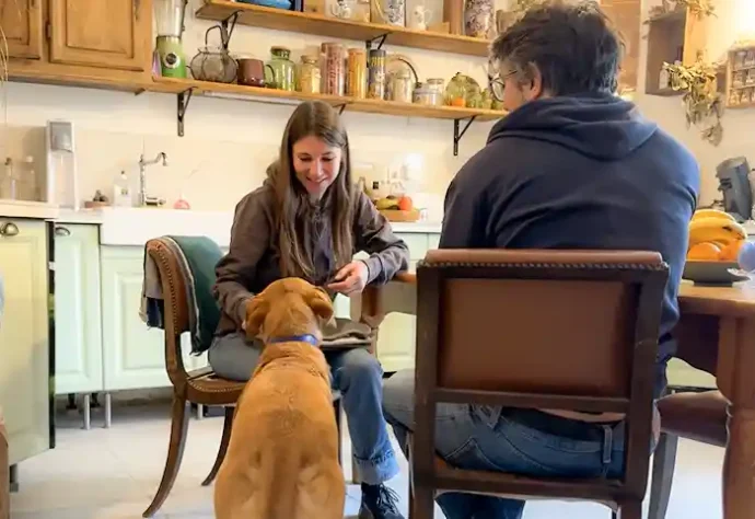 compotertement canin