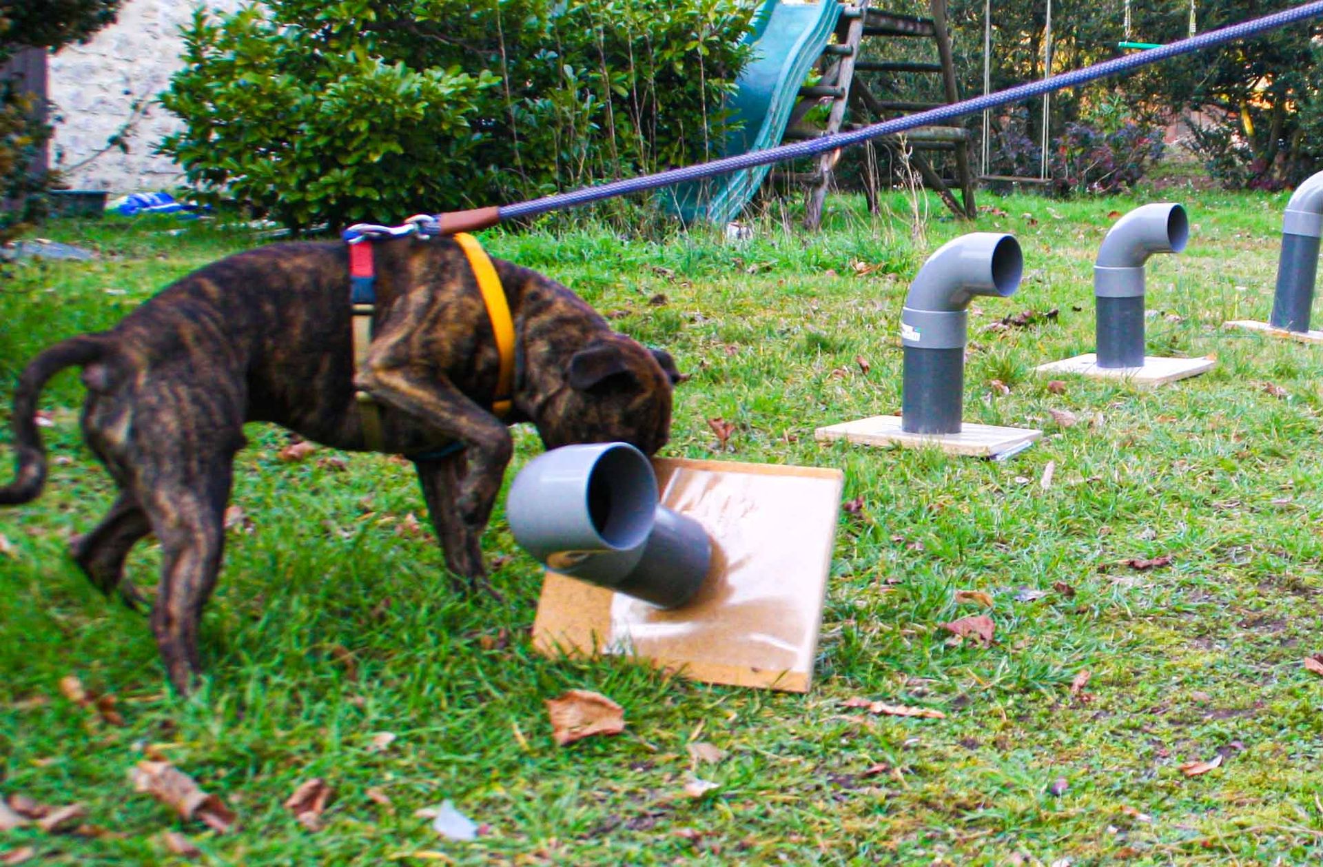 Cavage avec son chien decod canin