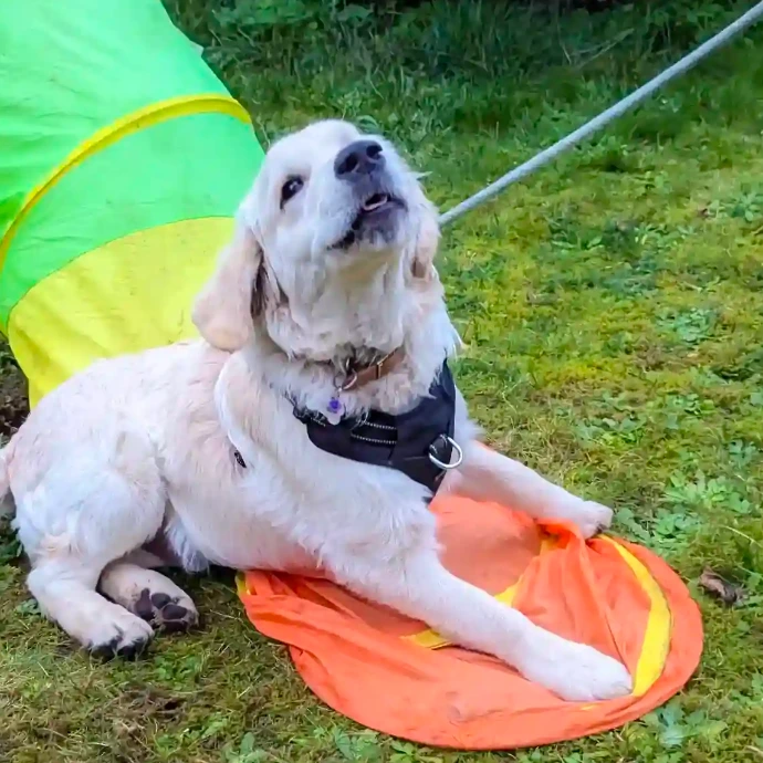 volt parcours chien decod canin
