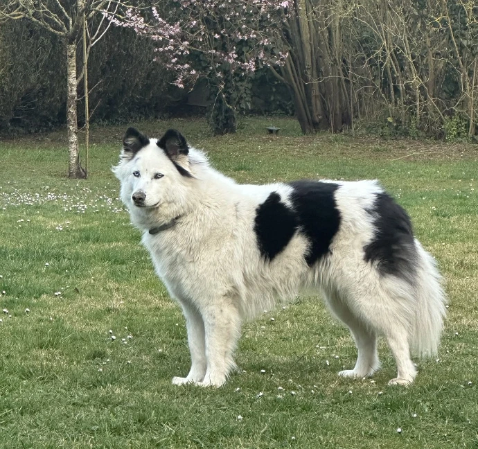 virginie education chien decod canin