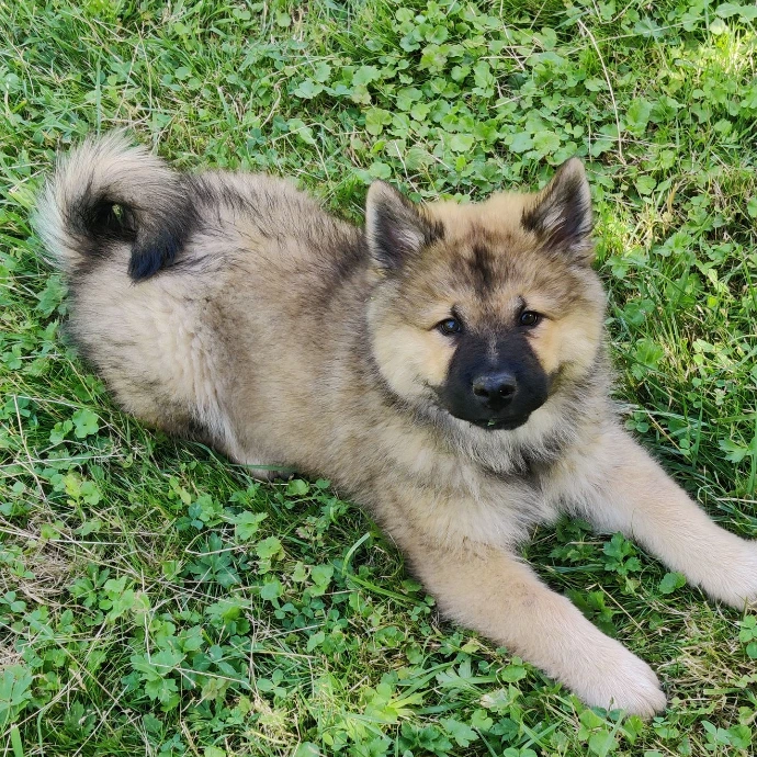 Akira, séance education du chiot