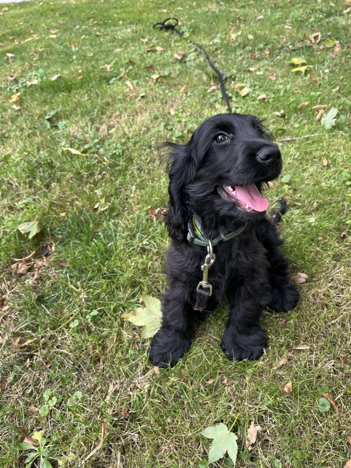 Dune, Éducation canine dans l’Oise