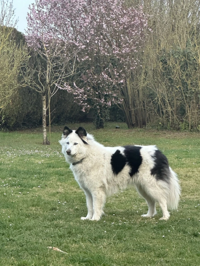 Tsuki, Éducation canine dans l’Oise